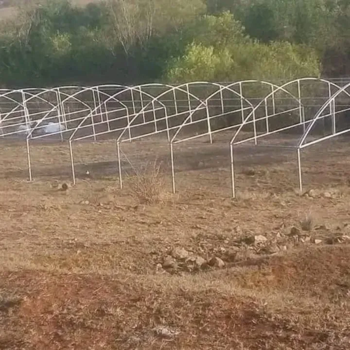 Rows of open greenhouse steel frames