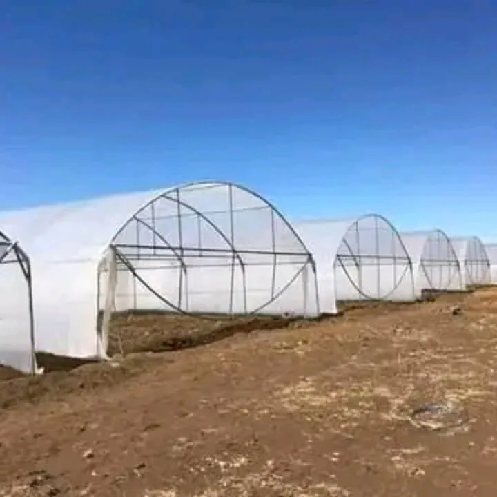 A row of agricultural greenhouse tunnels
